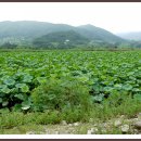연꽃마을건넌들 이미지
