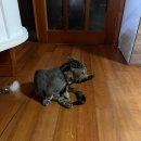 우다다냥 이미지