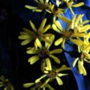 완도 예송리 상록수림 이미지