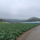 녹색화원 이미지