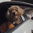 밤비동물병원 이미지