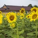 연천 호로고루 통일바라기 해바라기 축제 경기도 꽃구경 가볼만한곳 이미지