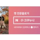 파티가는 댕댕이 이미지