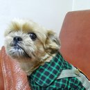 똘이애견