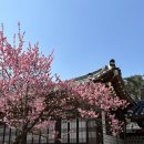 반송 | 충남 아산 가볼 만한 곳! 현충사, 홍매화 명소 실시간 개화현황