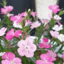 수산나농장 이미지