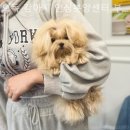 오독 강아지 안심분양센터 부산점 이미지