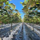 우금1농장 이미지