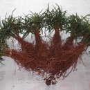 금송농장2 이미지