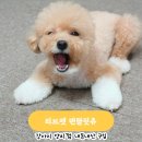 강아지 양치껌 리브펫 내돈내산 1년째 급여해요