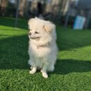 이삼유치원 | 포메라니안 이삼이의 수원 애견호텔 이용후기