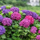 안성리-2 이미지