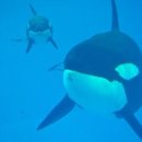 씨월드 피시 이미지