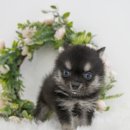 대명동 강아지 이미지