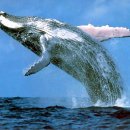[골드코스트] 고래투어 Whale Watching Cruises $89~ 강추!!!!!!!!!!!!!!! 이미지