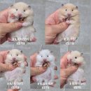 봄꽃햄스터 이미지