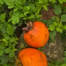 황토편백하우스 이미지