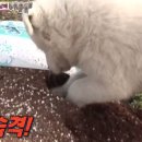 동물농장 이미지