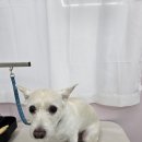 이쁜멍멍 이미지