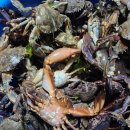 갯벌펜션(민박) 이미지