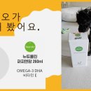 퍼피앤맘 이미지