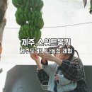 보석농장 | 제주 아기랑 가볼만한곳 스위트몽키 바나나 농장 체험 두번째 방문후기