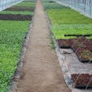 새싹목장 이미지