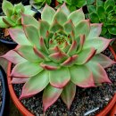 라온하제 이미지