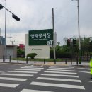 장안공판장 | 양재 꽃시장 화훼 공판장 2번째 방문기 / 마오리소포라 동생 마오리코로키아 구입후기
