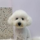 마롱 살롱 이미지