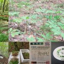 강림면351 이미지