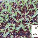 선화농장2 이미지