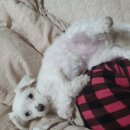 퍼플댕댕 이미지