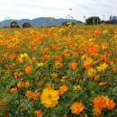 금호강하중도 이미지