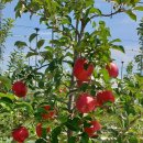 평리농장 이미지