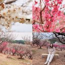 푸른꿈농장 | 부산 기장 가볼만한곳 기장 매화원 실시간 부산 홍매화 명소