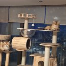 초이스펫 | 두부 망고를 위한 펫초이스 고양이 L자 스크래쳐 재구매 후기