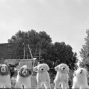 웰니스 동물병원 이미지