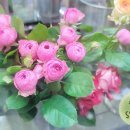 서린농장 이미지