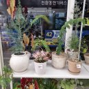 수피다꽃과식물