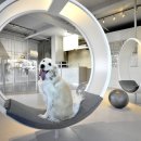 Design Dog 이미지