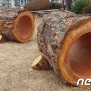 노송어린이공원 이미지