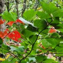 것대산 마애비군 이미지