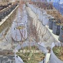 카펫트 화분 판매 이미지