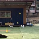 명지천 | 가평 갤럭시하우스펜션 애견 강아지 동반 명지천 근처 숙소 추천