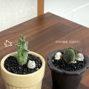 이비농장 네이버블로그