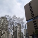 판교365약국 네이버블로그