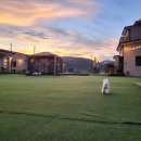 더스테이 골드독 이미지