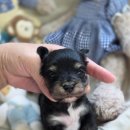 태원켄넬 이미지