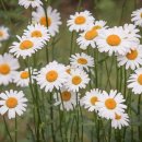 청주민박 이미지